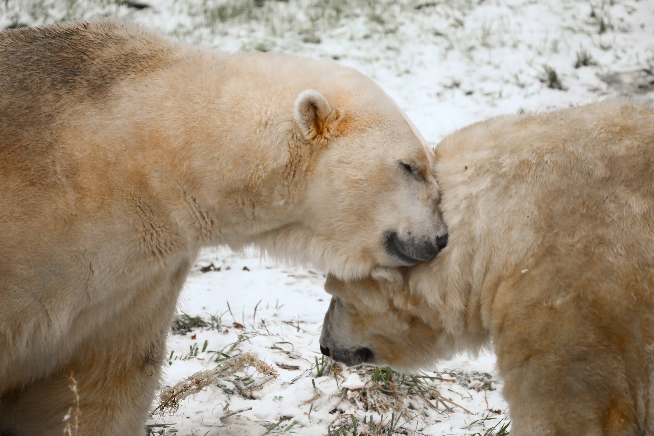 Male polar bears Arktos and Walker in the snow at Highland Wildlife Park. IMAGE: Rhiordan Langan-Fortune 2023